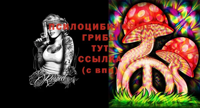 Псилоцибиновые грибы Cubensis  Гагарин 